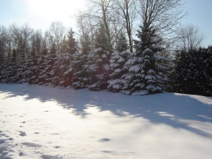 Snow Covered Pines